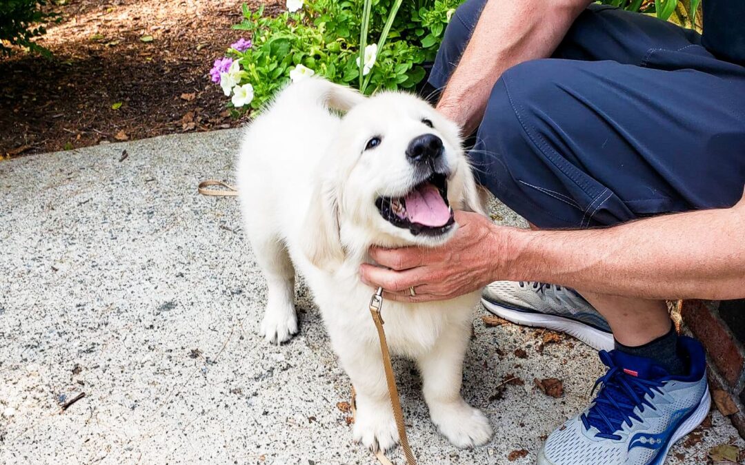 Housebreaking Your Dog