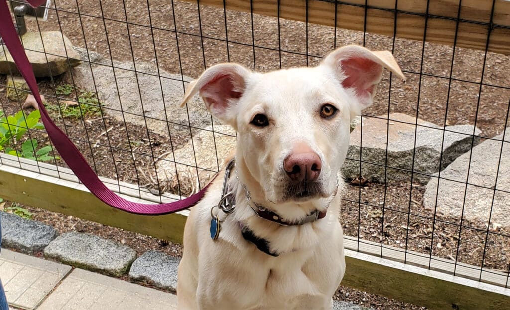 blonde lab mix foundation dog training