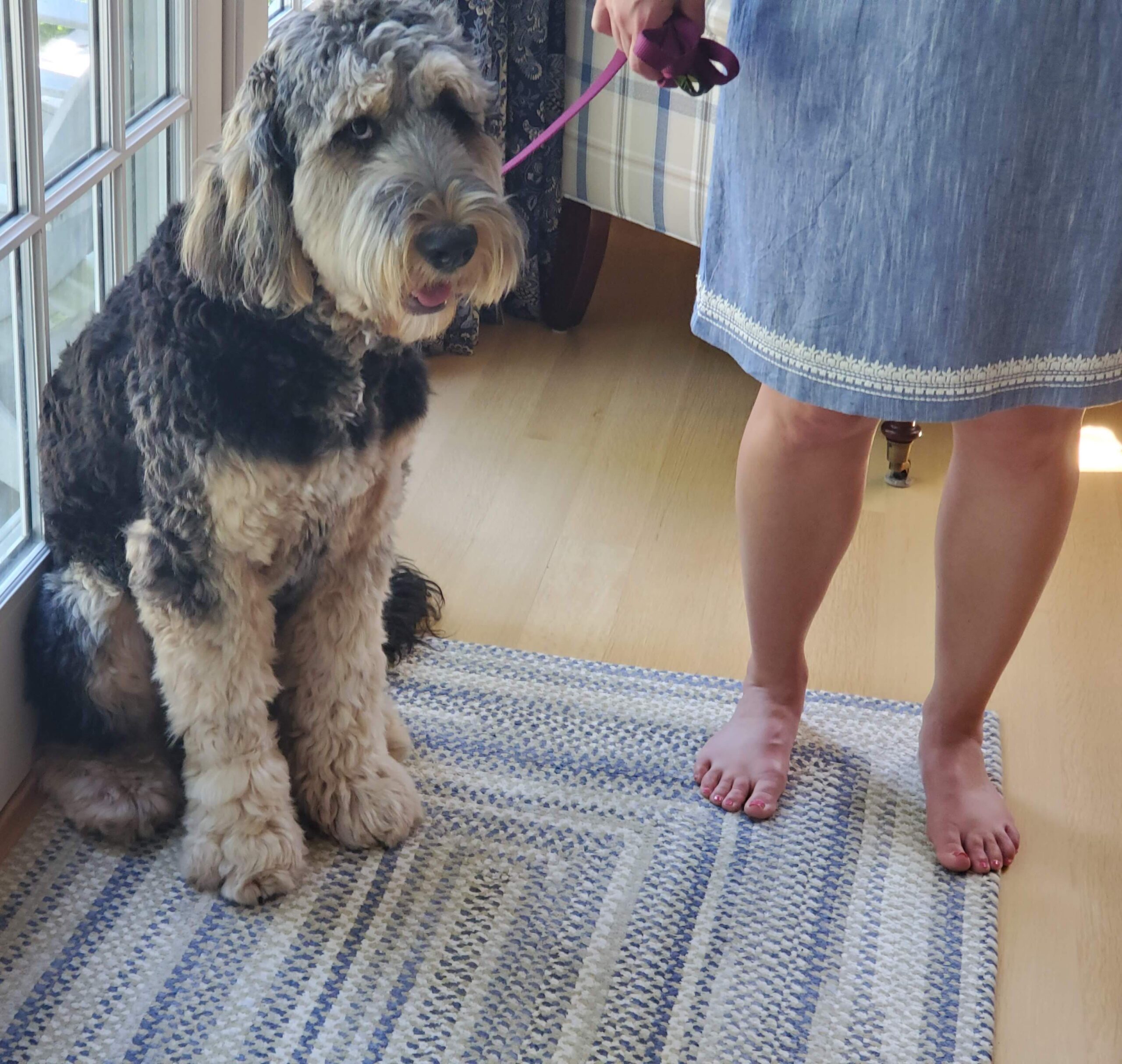 terrier walking nicely on leash