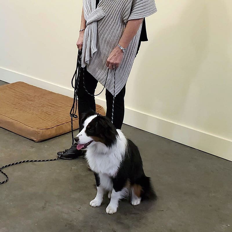 owner training border collie dog indoors