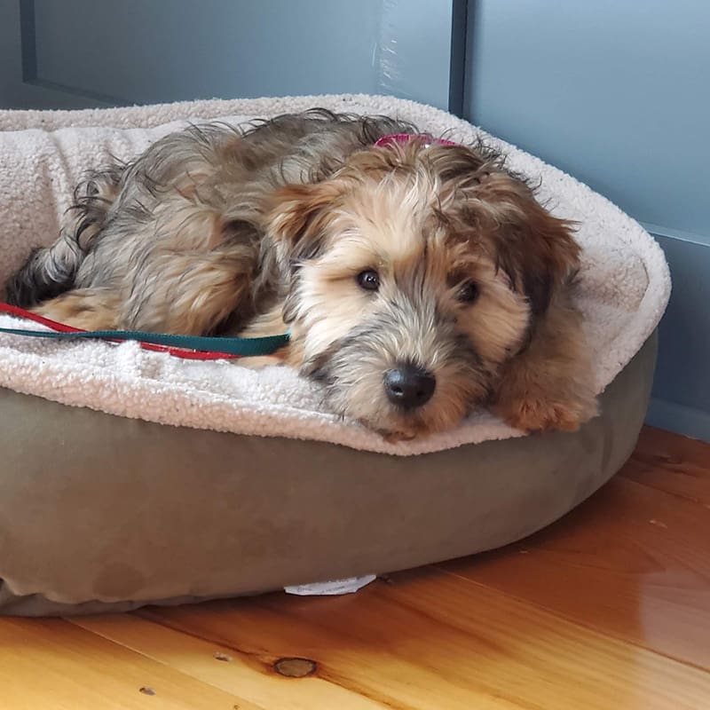 wheaton terrier puppy lying in dog bed