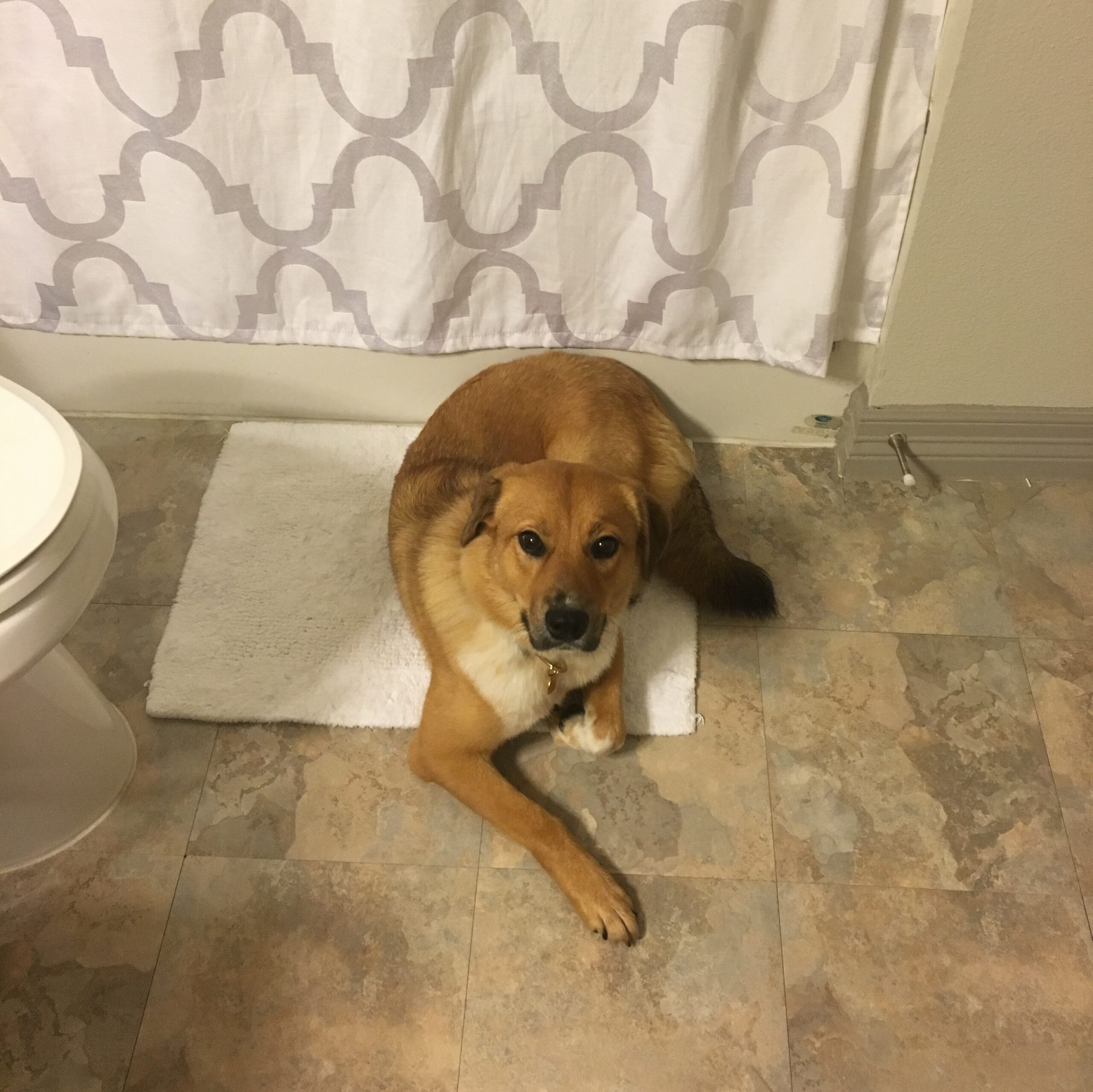 anxious dog following owner to bathroom