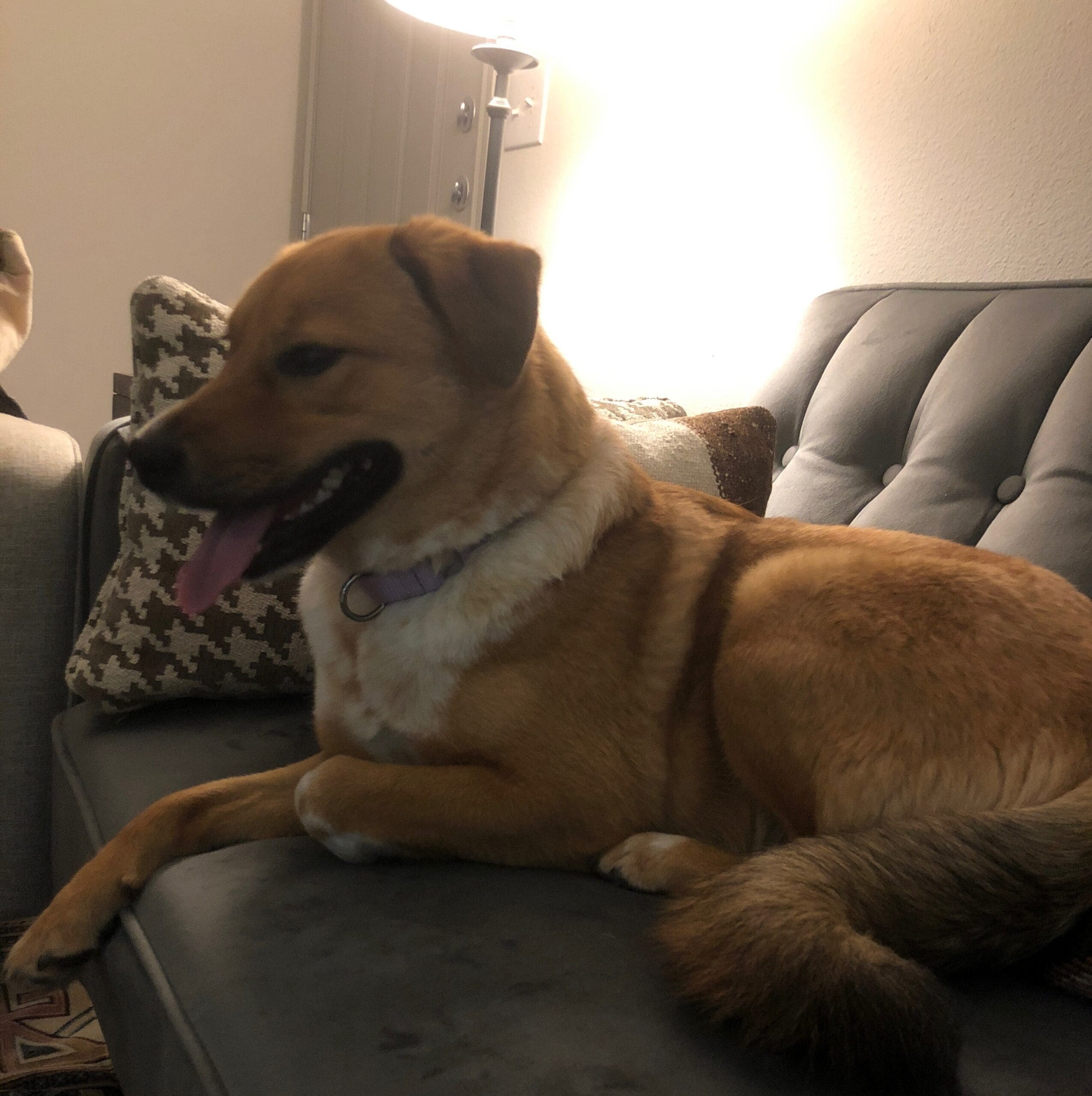 anxious dog lies on couch panting and alert