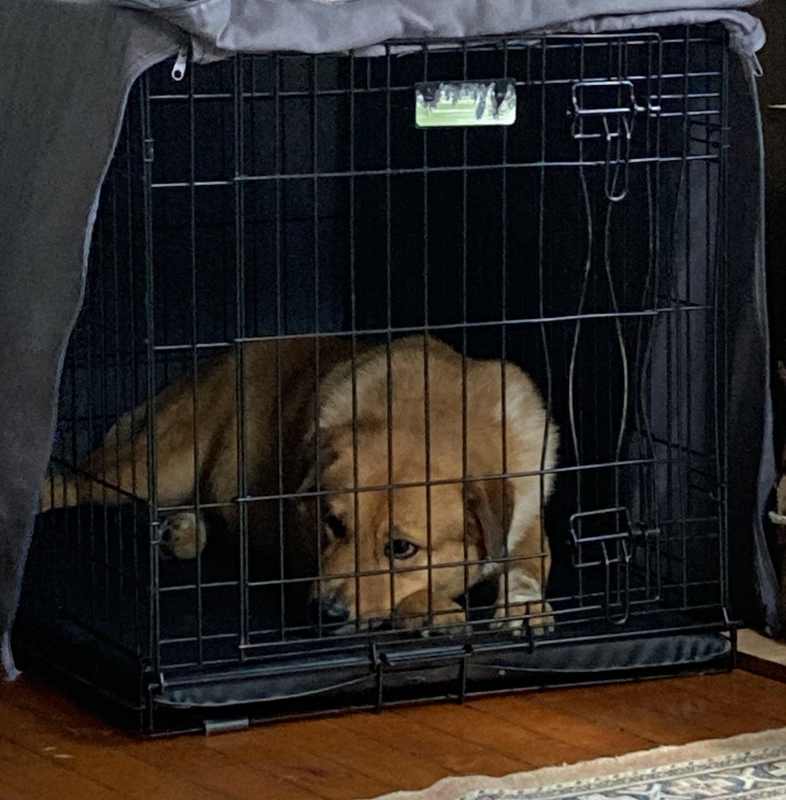 dog lying down in crate. wire crate door is bent from dog previously trying to escape