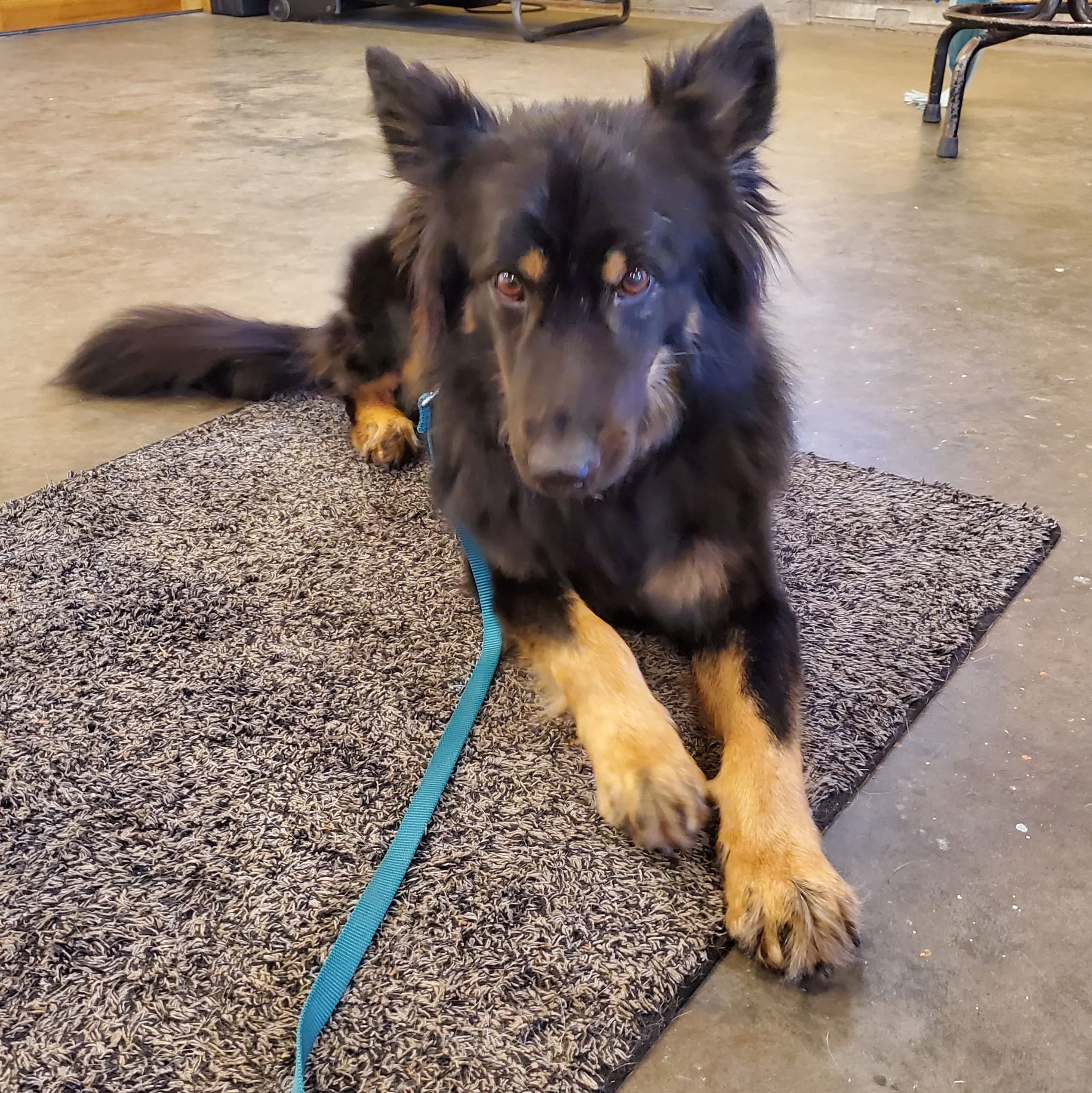 black and brown fluffy shepherd dog learning place on a leash during dog training