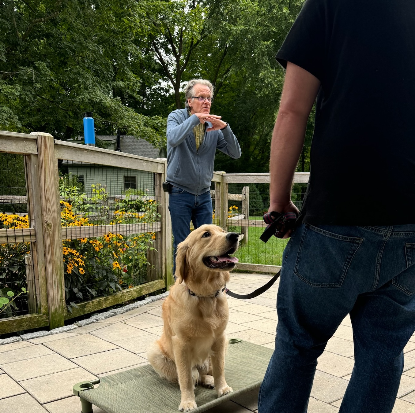 light golden brown pit bull mix on a leash lies quietly at an outdoor table