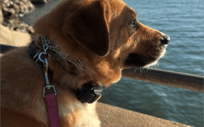 Why Dog Training Tools Are Essential: Understanding the Prong Collar