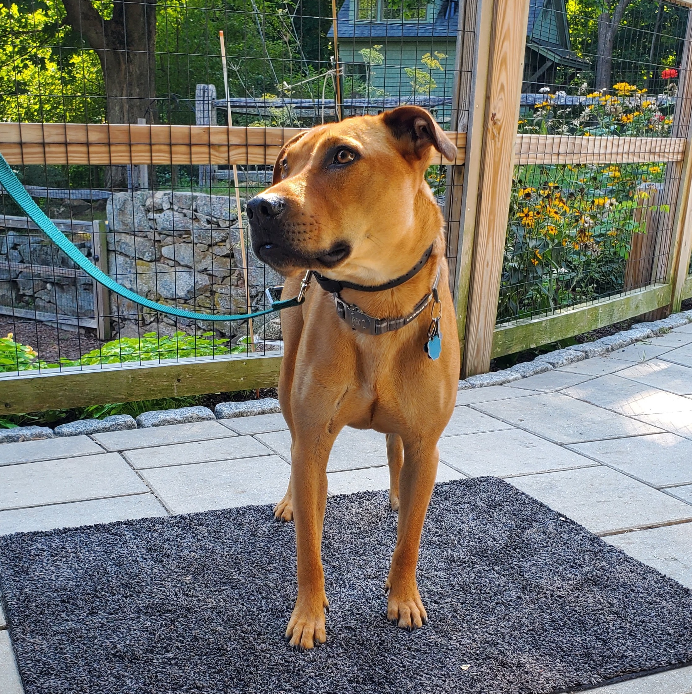 light golden brown pit bull mix on a leash lies quietly at an outdoor table