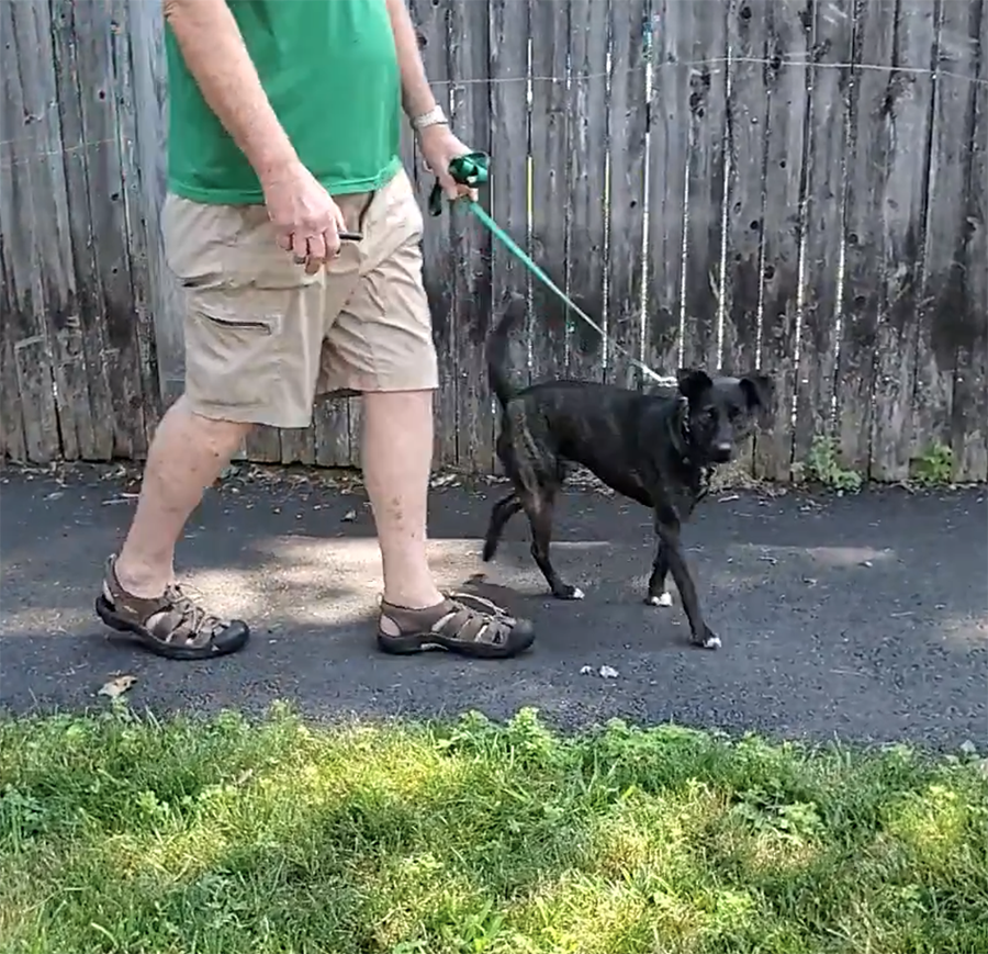 jack russell terrier biting leash