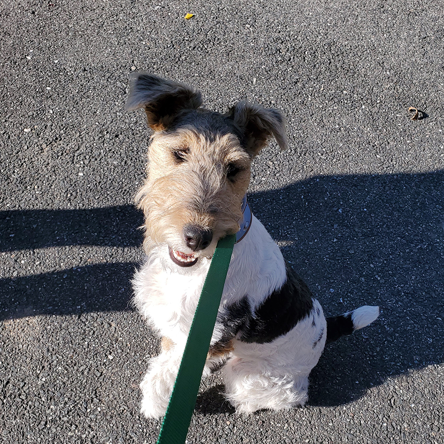 black and brown fluffy shepherd dog learning place on a leash during dog training