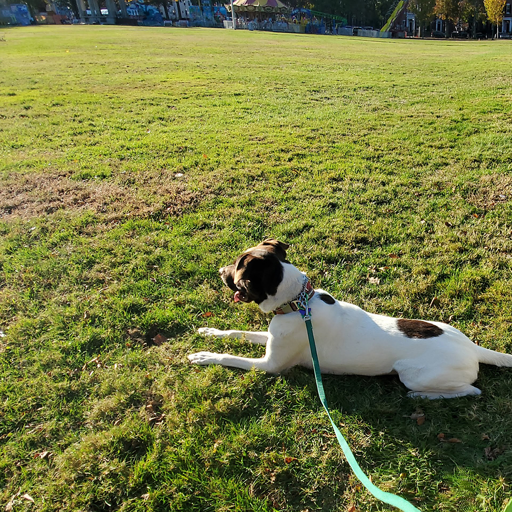 Anticipate Excitement Level and Have a Well-Trained Dog