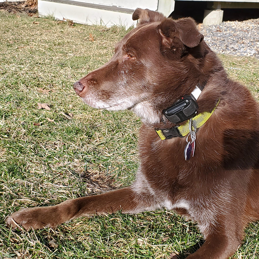 anxious dog following owner to bathroom