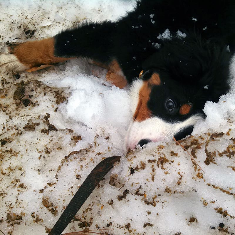 jack russell terrier biting leash