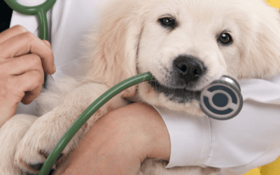 Training Your Dog for the Vet