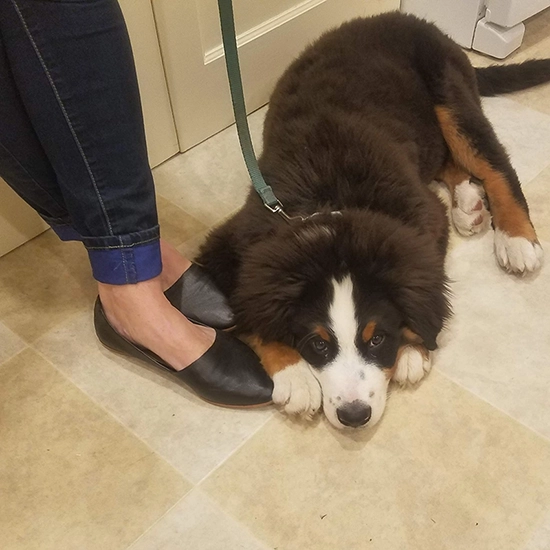 bernese puppy leashed inside sm Two dogs standing on a stone wall