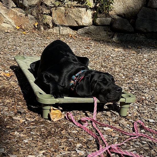 black-lab-place-longline-training Two dogs standing on a stone wall