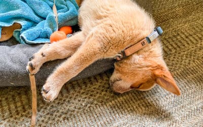 Are You Accidentally Making Dog Training Harder? 6 Things to Avoid