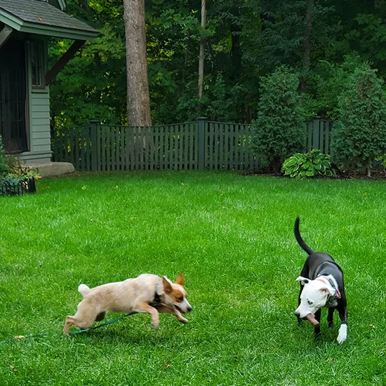puppy-running-dog-training Two dogs standing on a stone wall