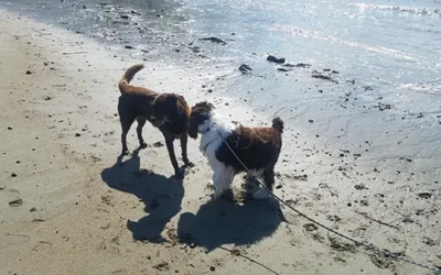 How to Plan for Safety and Confidence with Your Dog