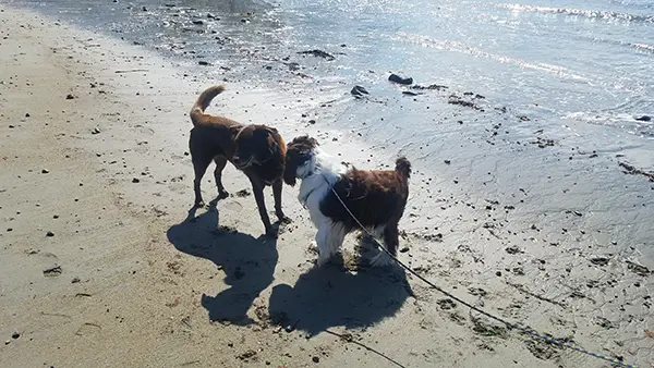 dogs-beach-off-leash-training