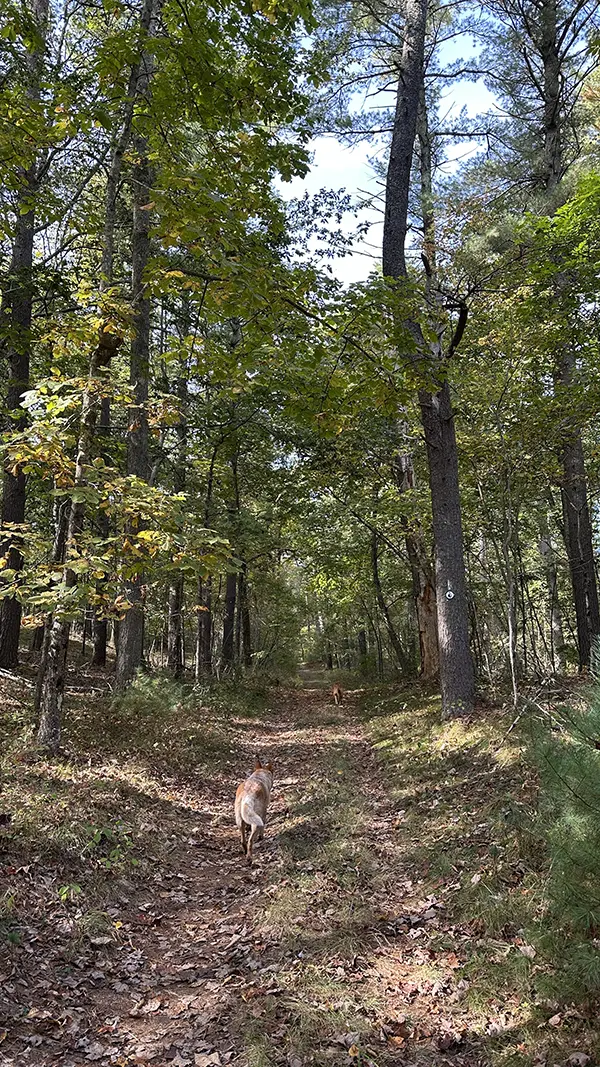 dogs-off-leash-woods-training