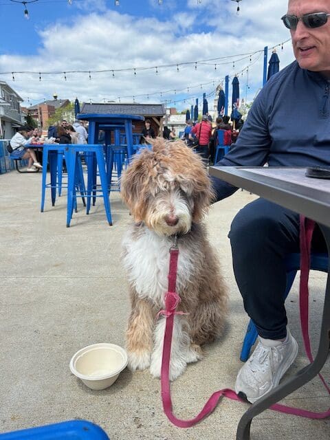 doodle-restuarant-training