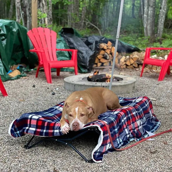 frankie-camping-training