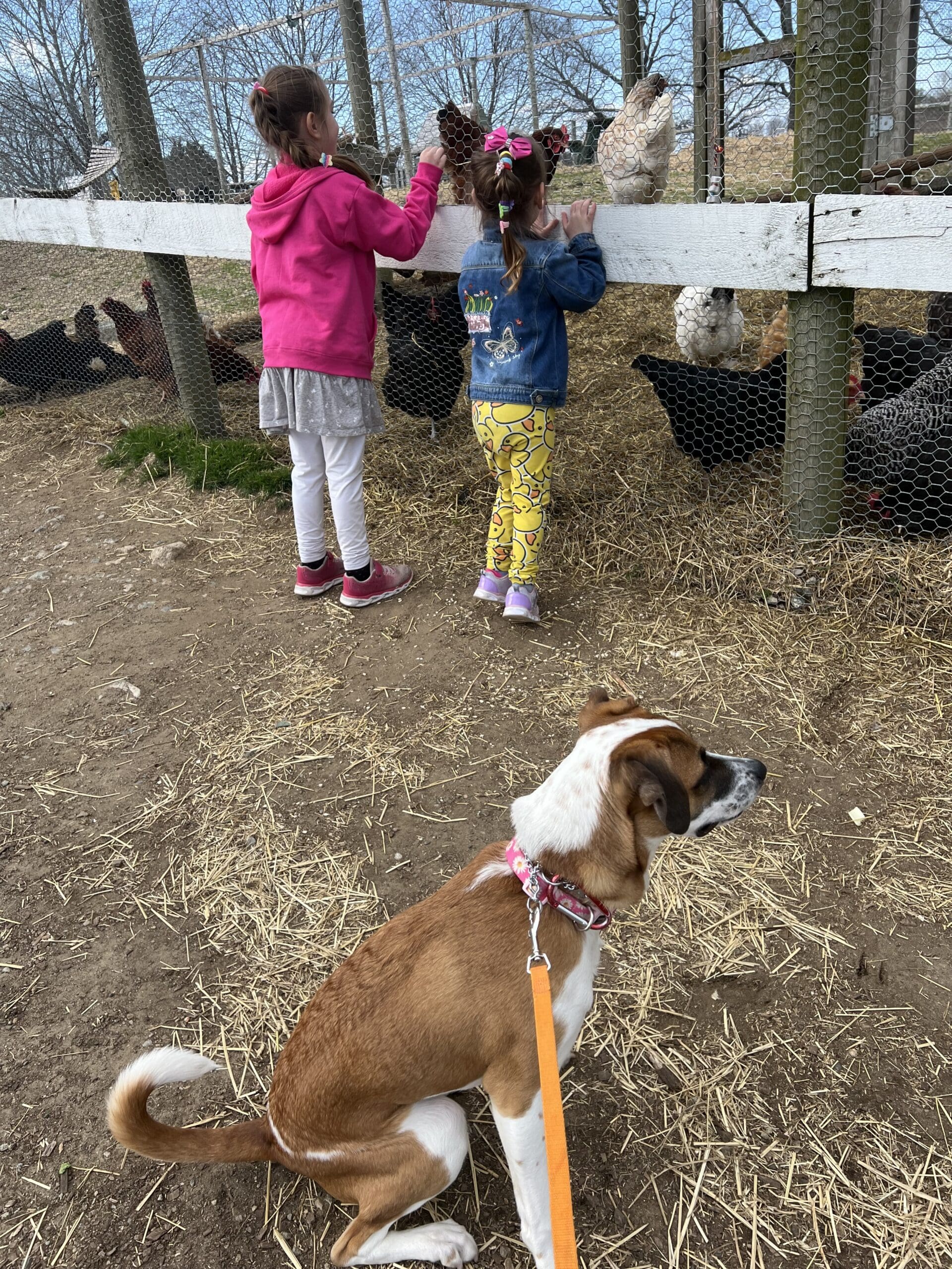 hound-farm-training