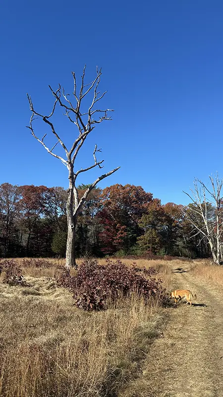 Two dogs standing on a stone wall