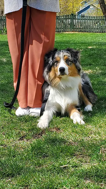 Two dogs standing on a stone wall