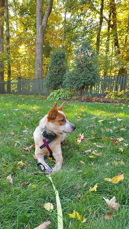 Two dogs standing on a stone wall