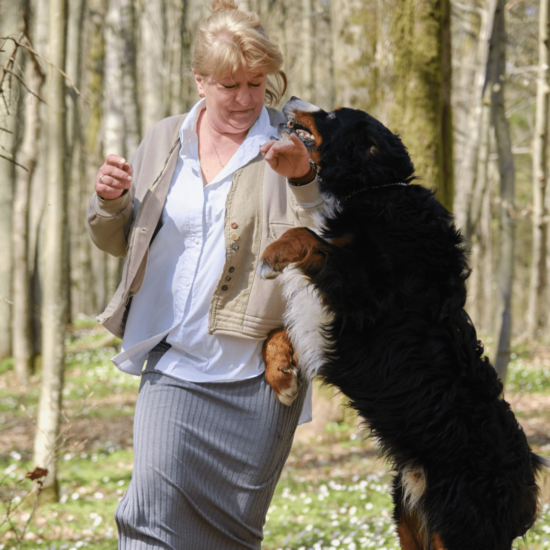 bernese-jumping-on-woman