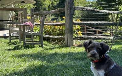 Start Basic Dog Training Before Calling a Trainer