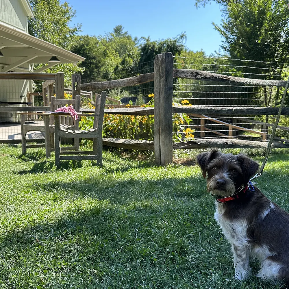 brown-small-terrier-outside-dog-training