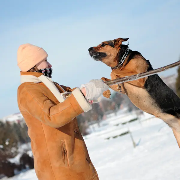 dog-jumping-playing copy