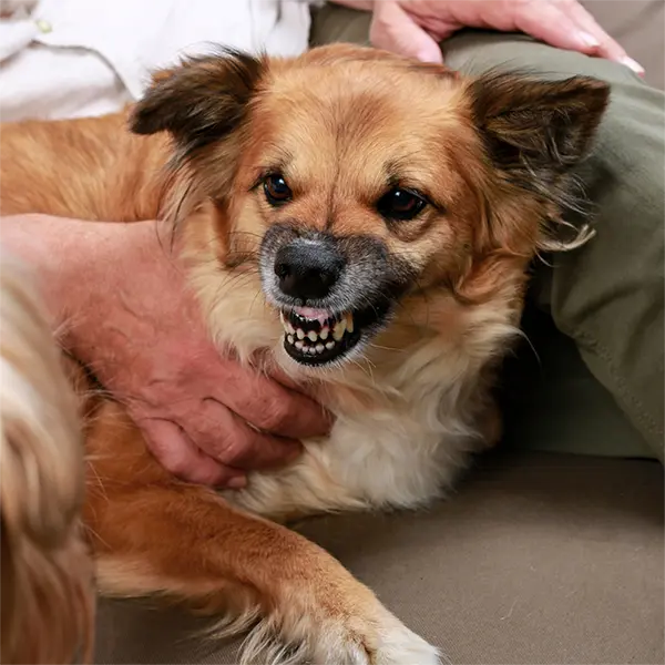 dog-resource-guarding-human