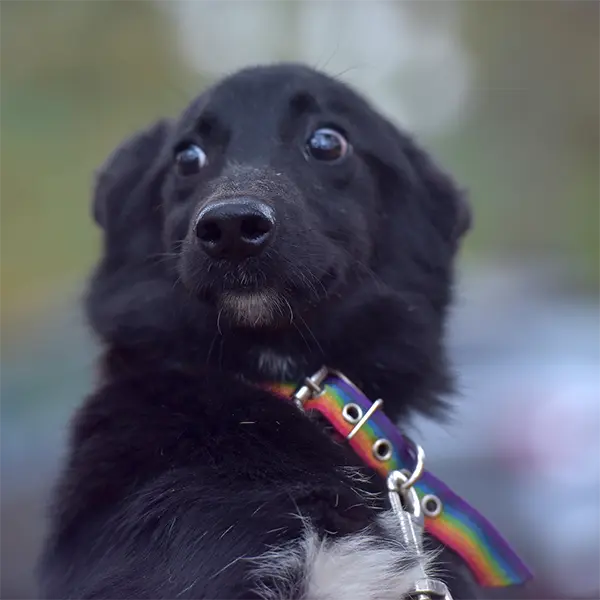 nervous-black-dog copy