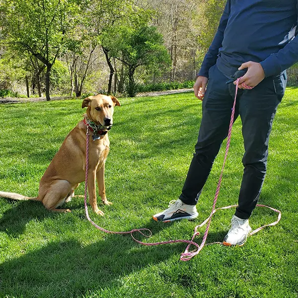 recall-longline-come-dog-training