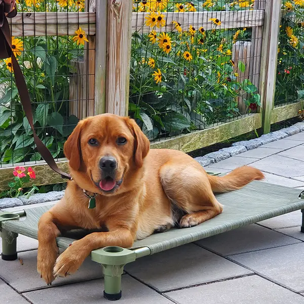 winston-lab-dog-place