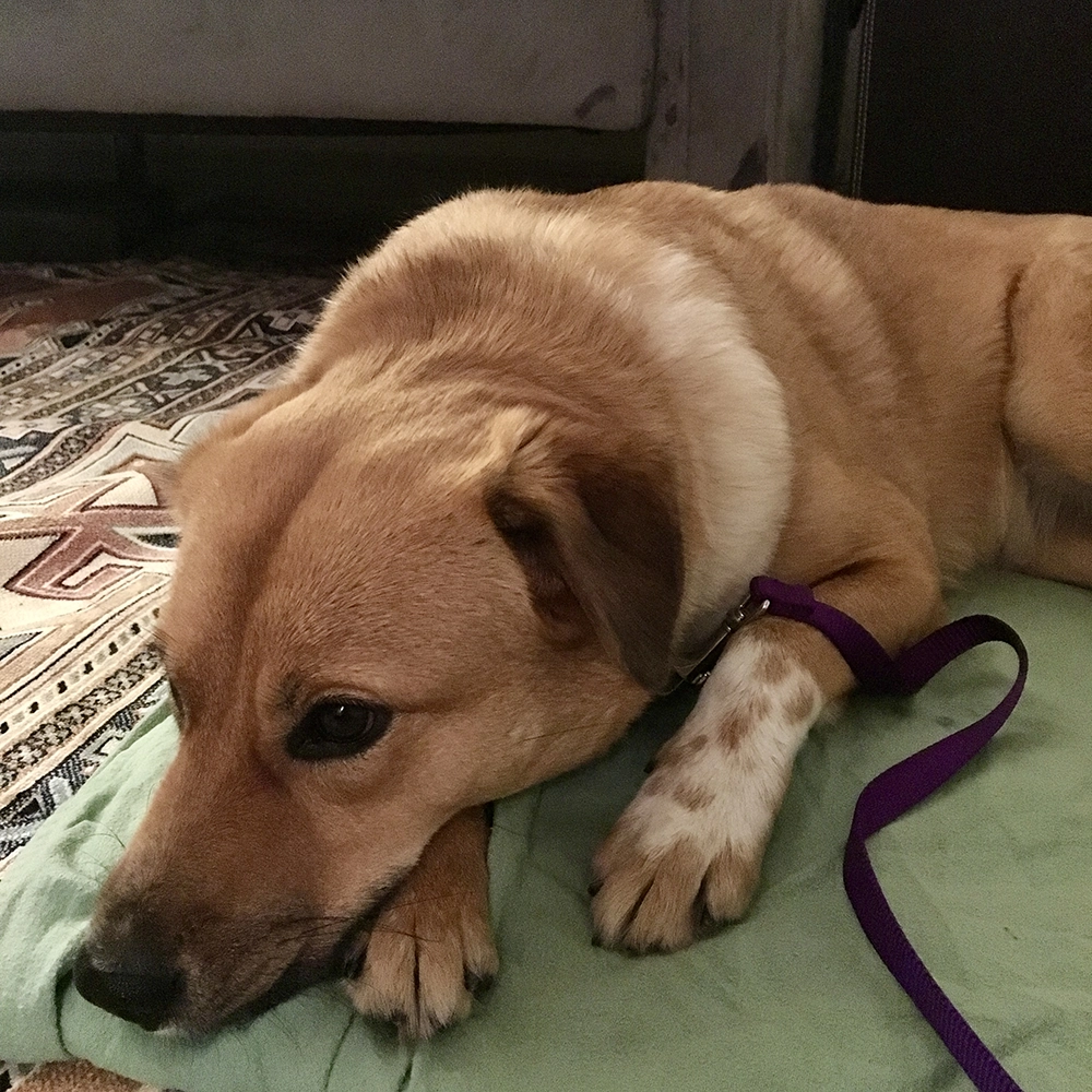Two dogs standing on a stone wall