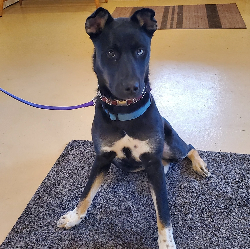 Two dogs standing on a stone wall