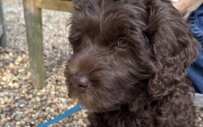 What Are Realistic Expectations for Your Dog’s Behavior?