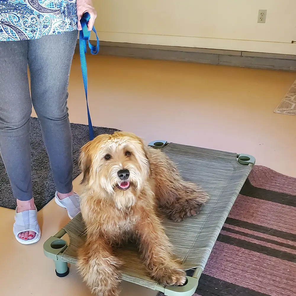 Two dogs standing on a stone wall