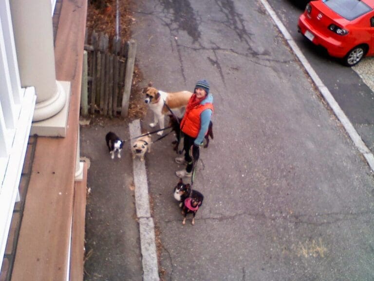 Dog Training Is About More Than The Dog